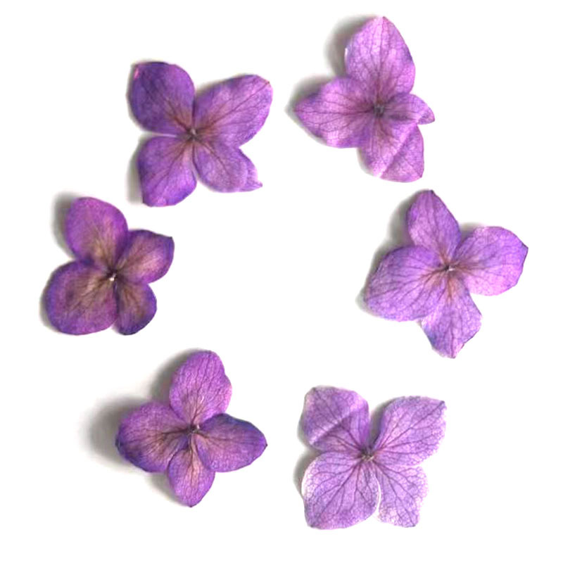 60Pcs Anna Hydrangea Color-Abs - Dried Flower Bookmark 评论和价格