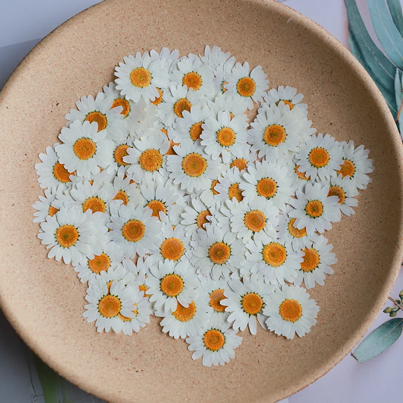 60X Pressed Dried Natural Whit - Dried Flower Bookmark 评论和价格