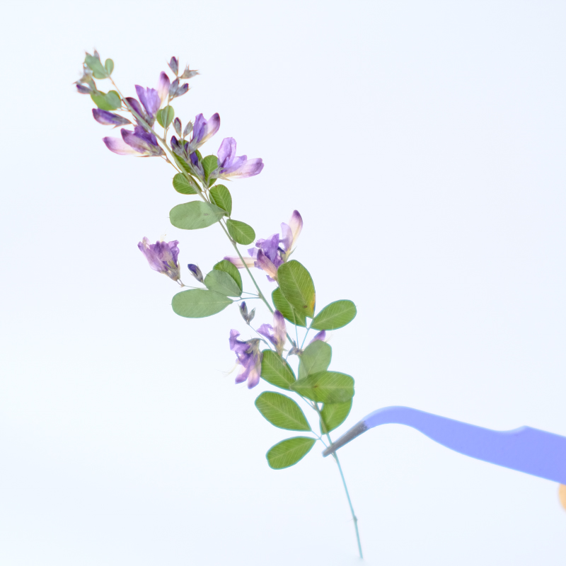 6pcs,nature Lespedeza Formosa  - Dried Flower Bookmark 评论和价格