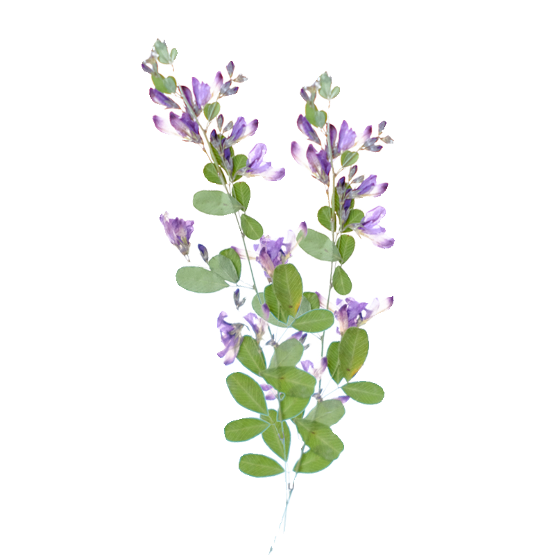6pcs,nature Lespedeza Formosa  - Dried Flower Bookmark 评论和价格