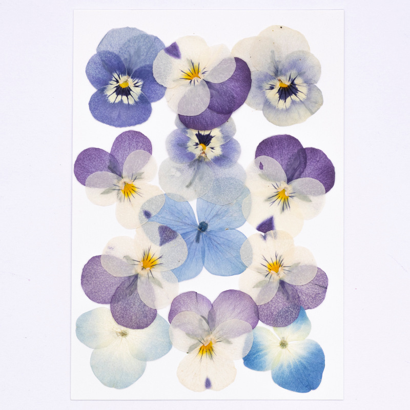 12pcs,Real Viola Cornuta Press - Dried Flower Bookmark 评论和价格