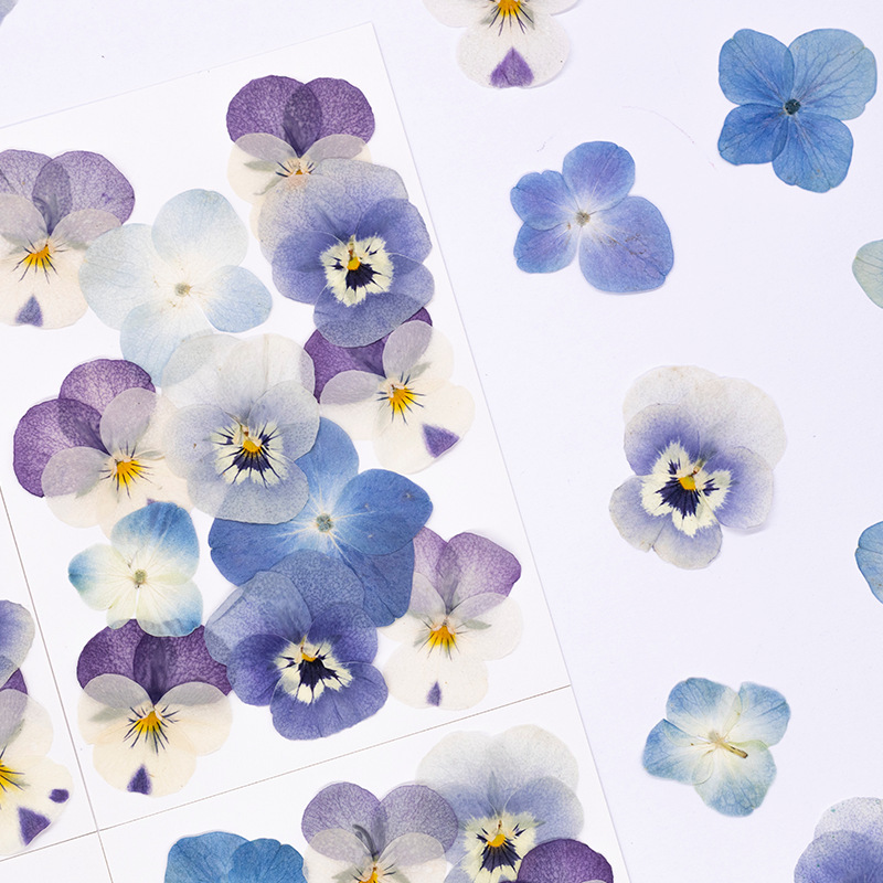 12pcs,Real Viola Cornuta Press - Dried Flower Bookmark 评论和价格