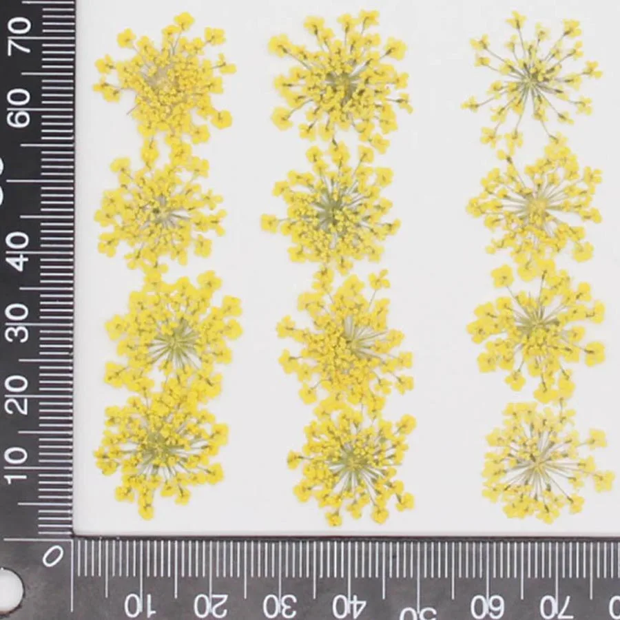 60pcs Pressed Dried 20-25mm Am - Dried Flower Bookmark 评论和价格