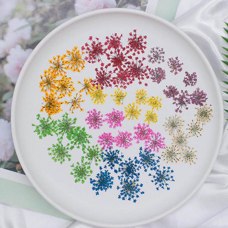 60pcs Pressed Dried 15-20mm Am - Dried Flower Bookmark 评论和价格