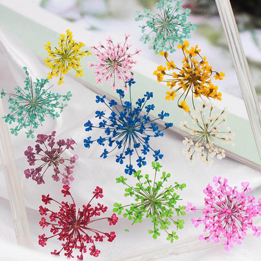 60pcs Pressed Dried 15-20mm Am - Dried Flower Bookmark 评论和价格
