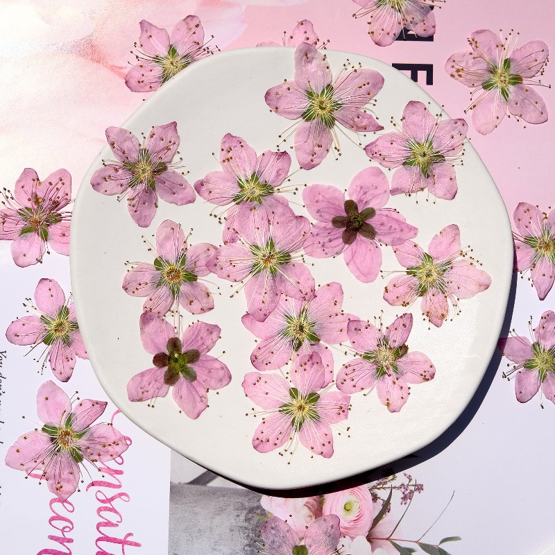 3-4cm./6pcs,Pink Peach Blossom - Dried Flower Bookmark 评论和价格