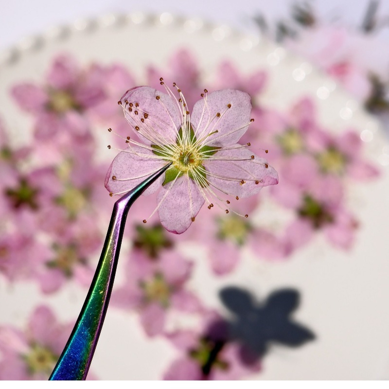 3-4cm./6pcs,Pink Peach Blossom - Dried Flower Bookmark 评论和价格