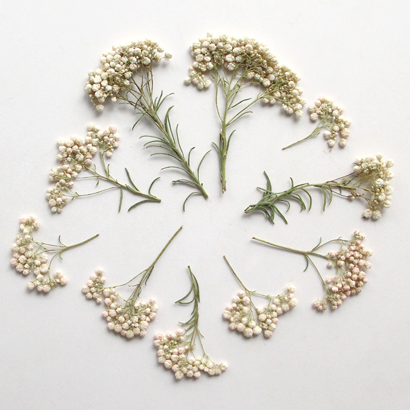 12pcs, Nature Millet Flower Br - Dried Flower Bookmark 评论和价格