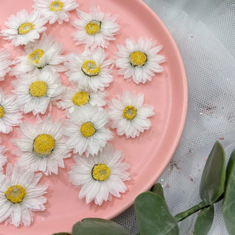 24pcs/2-4CM,Natural Pressed Fl - Dried Flower Bookmark 评论和价格