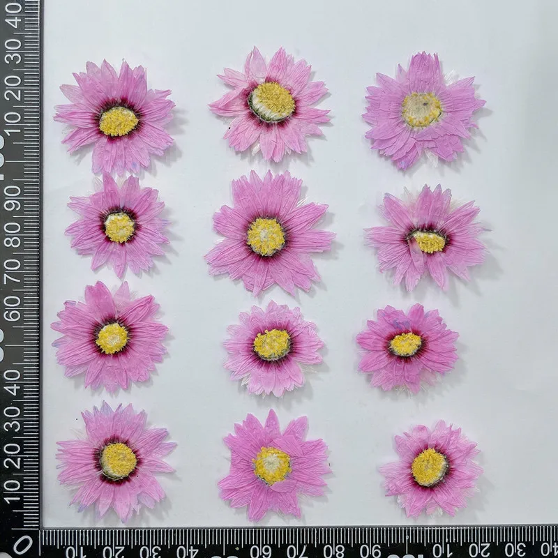 24pcs/2-4CM,Natural Pressed Fl - Dried Flower Bookmark 评论和价格