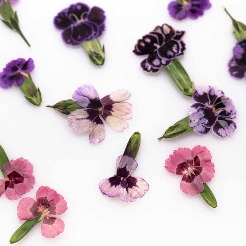 24pcs,Pressed Dried Dianthus F - Dried Flower Bookmark 评论和价格