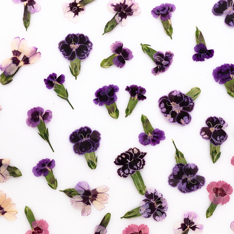 24pcs,Pressed Dried Dianthus F - Dried Flower Bookmark 评论和价格