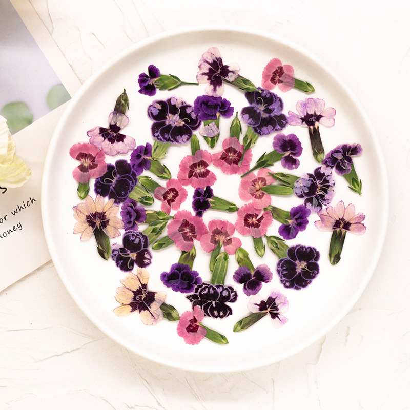 24pcs,Pressed Dried Dianthus F - Dried Flower Bookmark 评论和价格