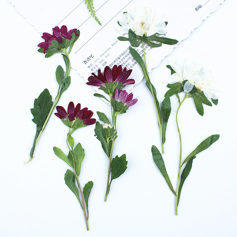 24pcs,Mini Chrysanthemum Press - Dried Flower Bookmark 评论和价格