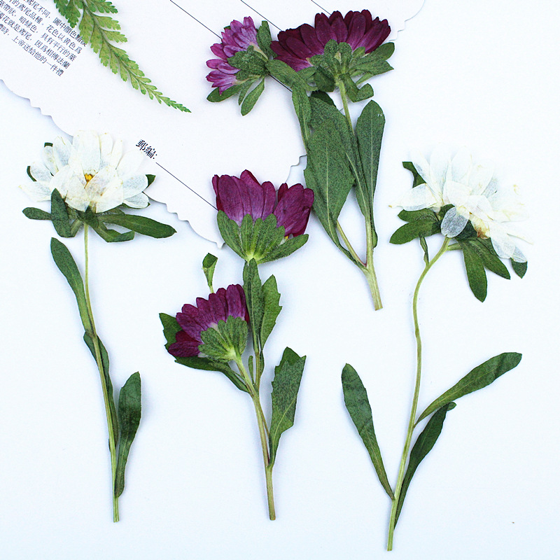 24pcs,Mini Chrysanthemum Press - Dried Flower Bookmark 评论和价格