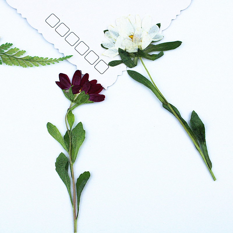 24pcs,Mini Chrysanthemum Press - Dried Flower Bookmark 评论和价格