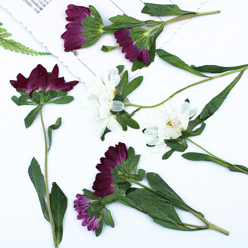 24pcs,Mini Chrysanthemum Press - Dried Flower Bookmark 评论和价格