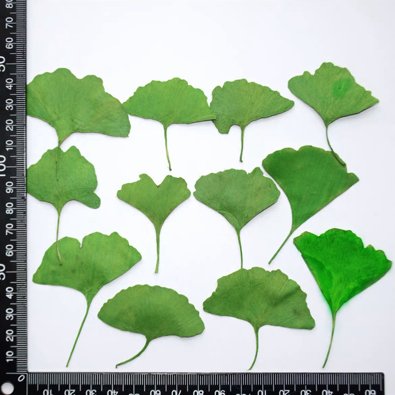 60pcs Pressed Dried Yellow/Gre - Dried Flower Bookmark 评论和价格