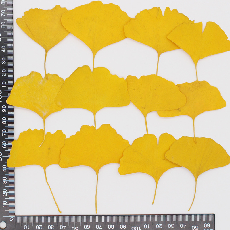 60pcs Pressed Dried Yellow/Gre - Dried Flower Bookmark 评论和价格